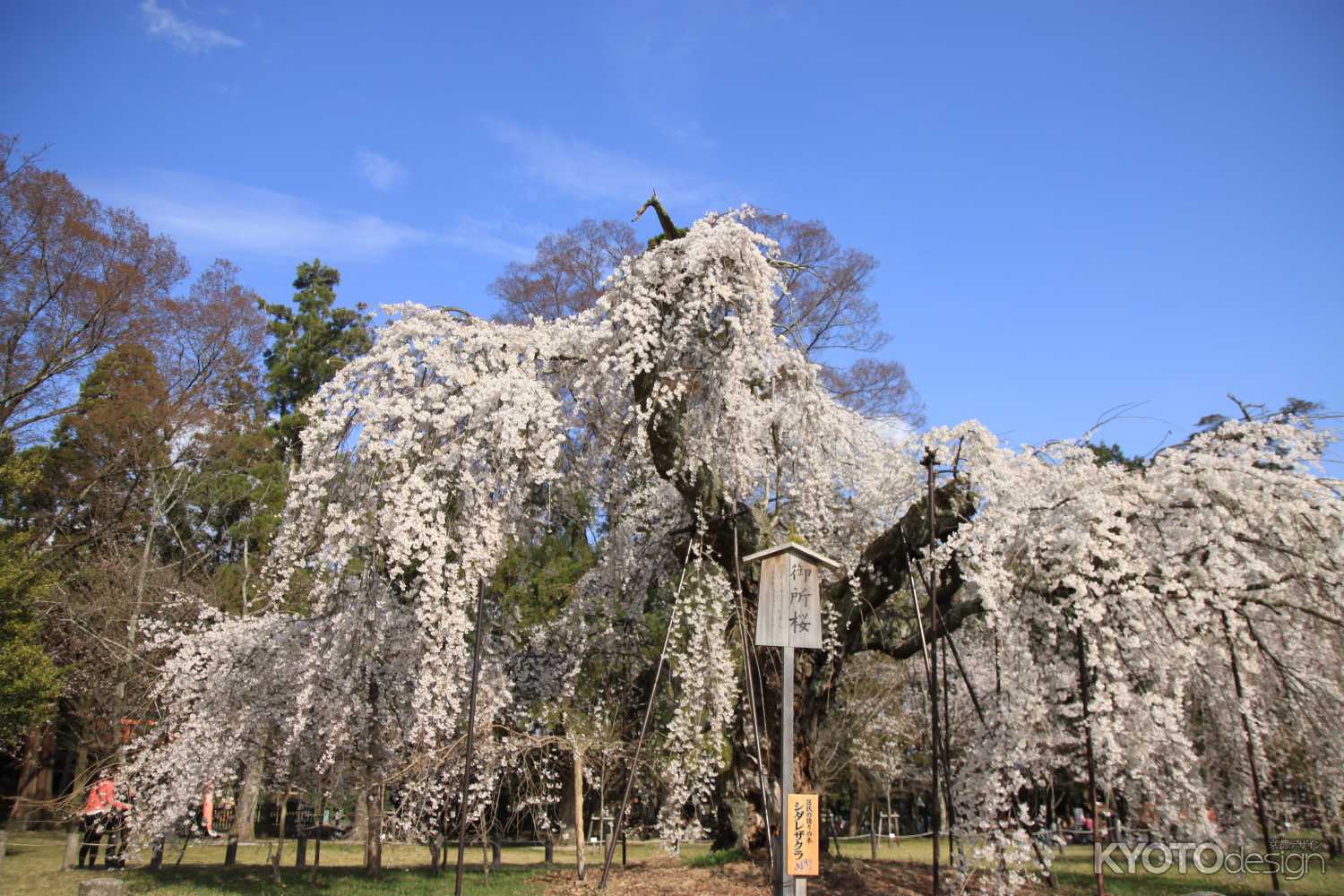 上賀茂さんの枝垂れ桜