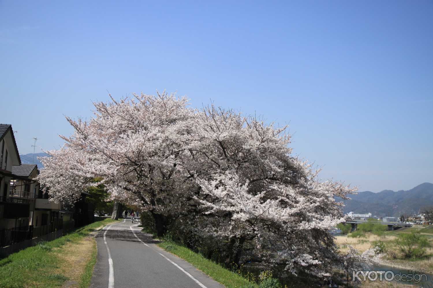 桂川沿いの満開の桜