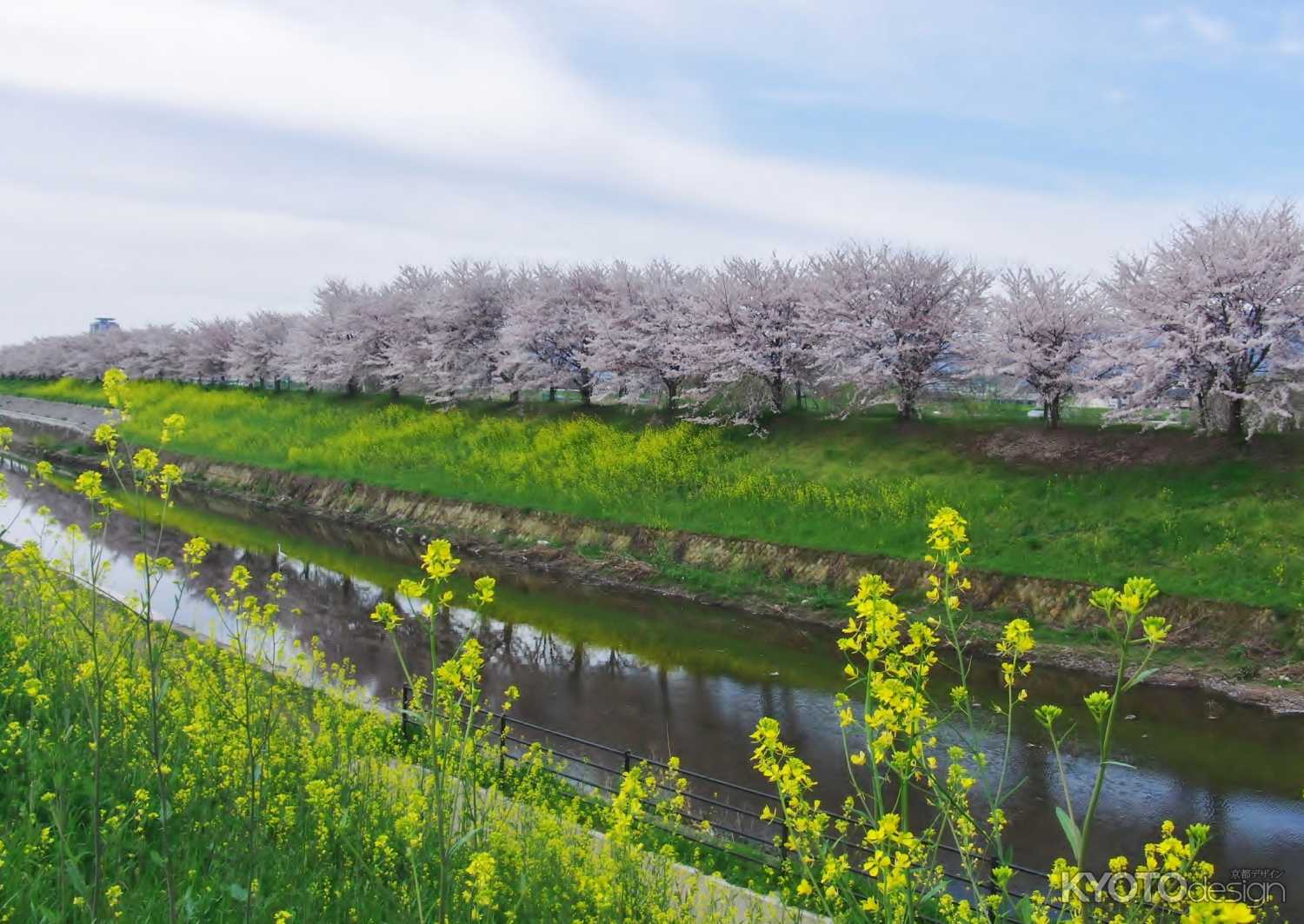 天神川堤の桜と菜の花
