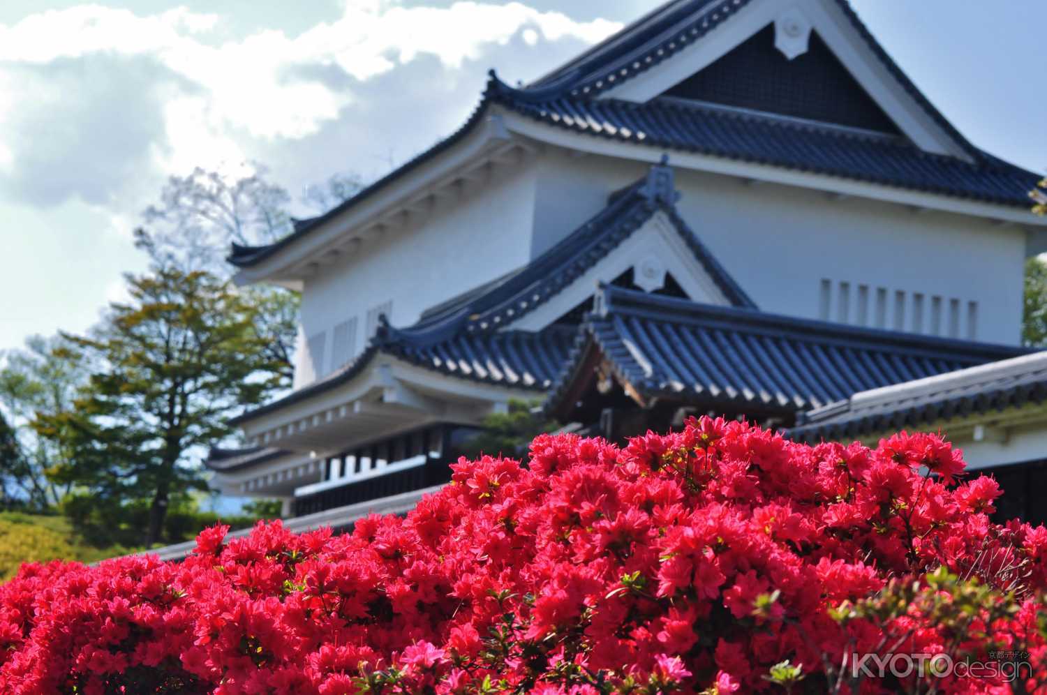 キリシマツツジ咲く勝竜寺城公園