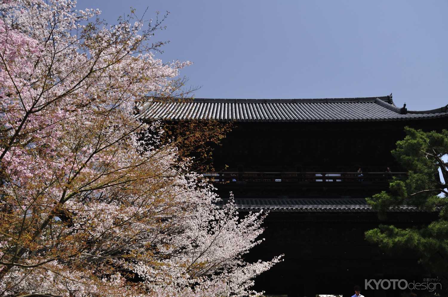 南禅寺三門の桜
