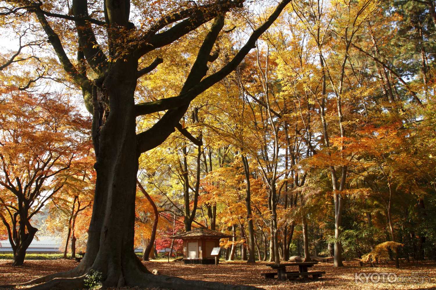 京都御苑の秋