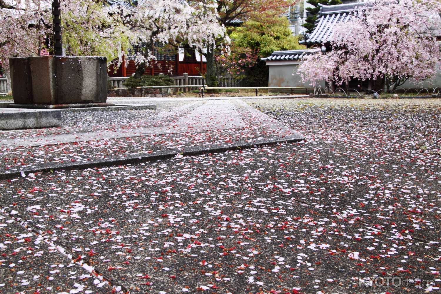 上品蓮台寺の散り桜