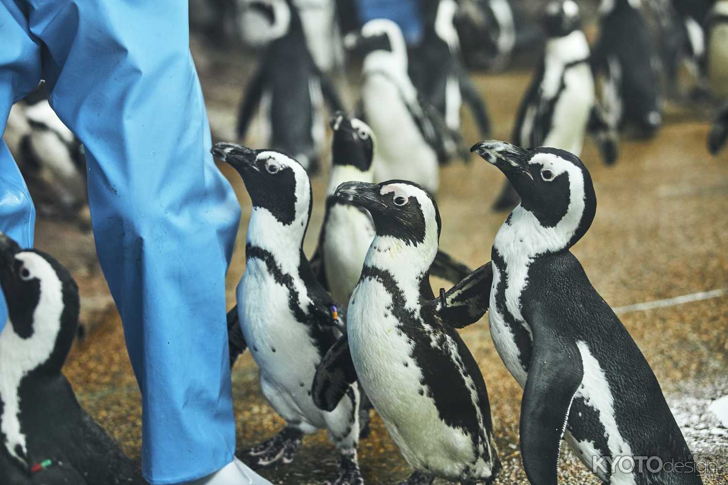 京都水族館