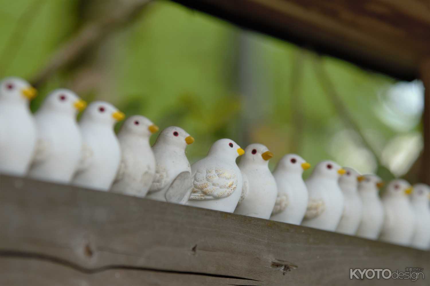 鳩おみくじ