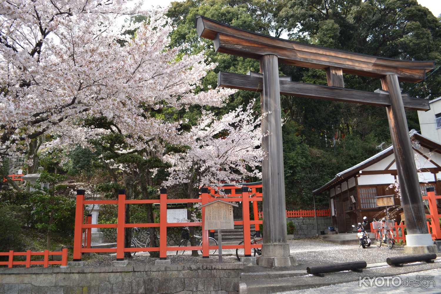 建勲神社　鳥居と桜