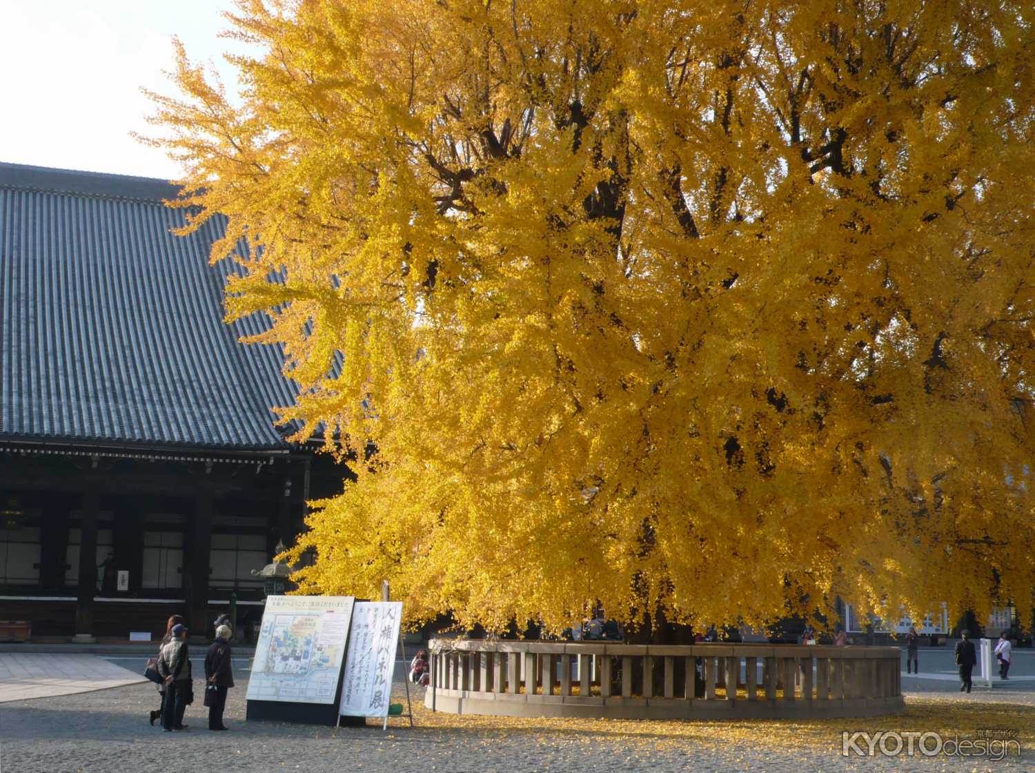 西本願寺の大きなイチョウ
