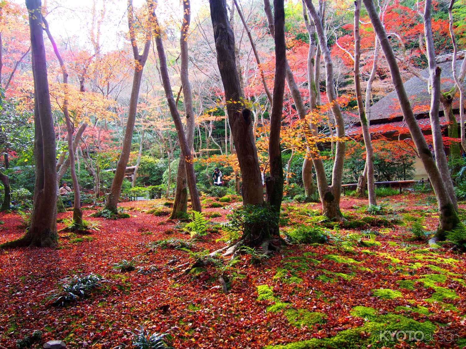 晩秋の紅葉に思う１