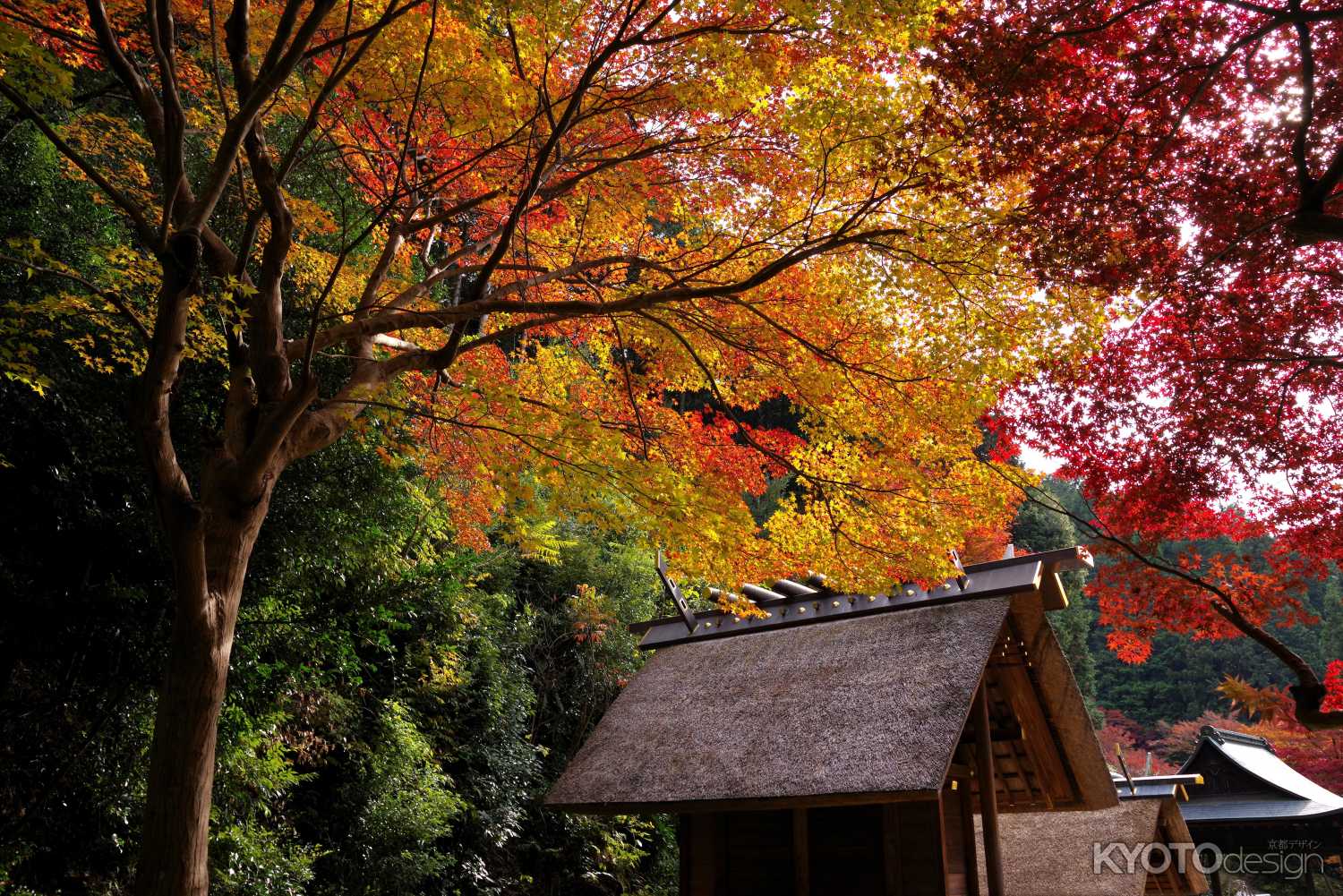 日向大神宮の紅葉11