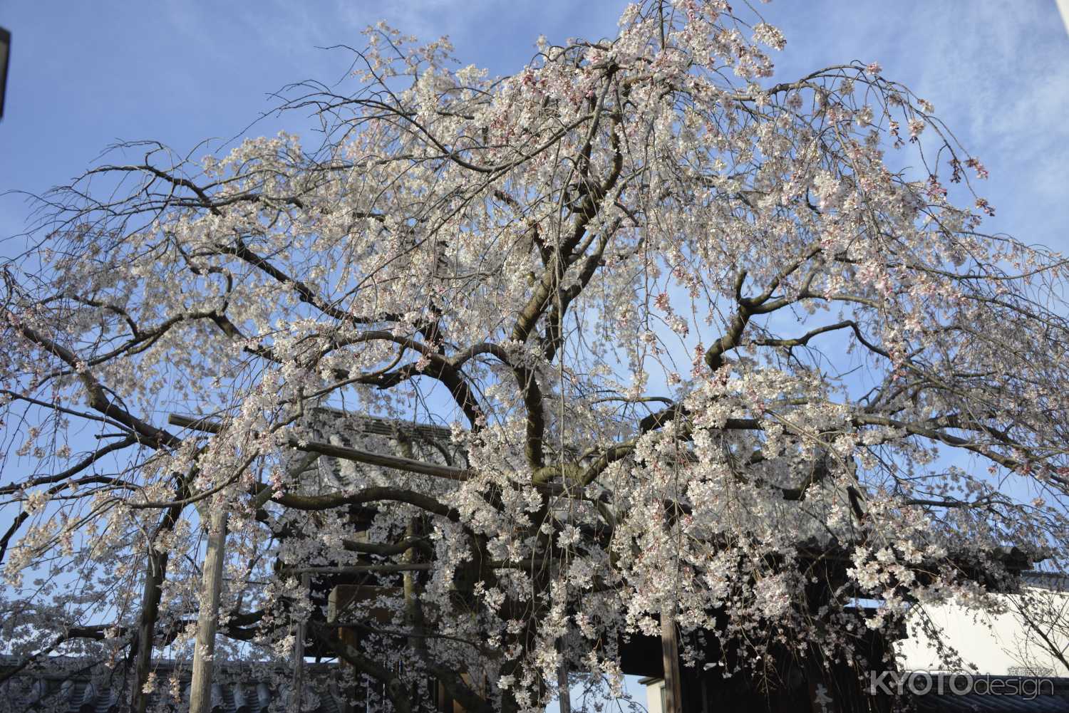 空を覆う妙覚寺の桜