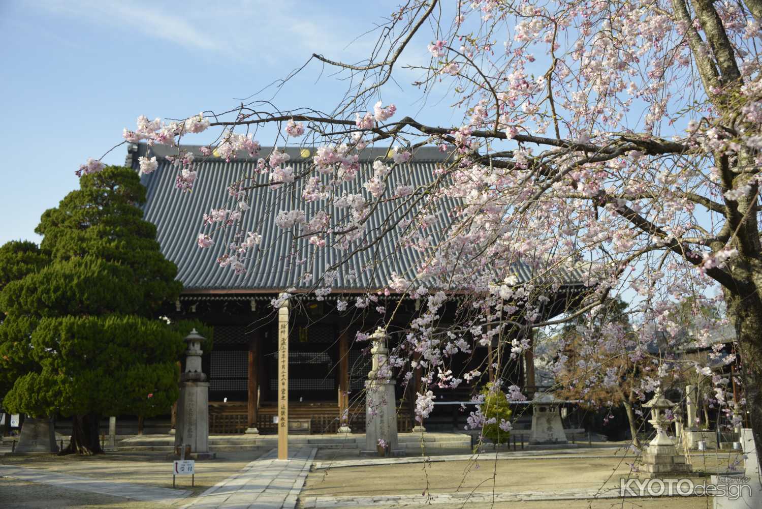 妙顕寺　本堂と桜