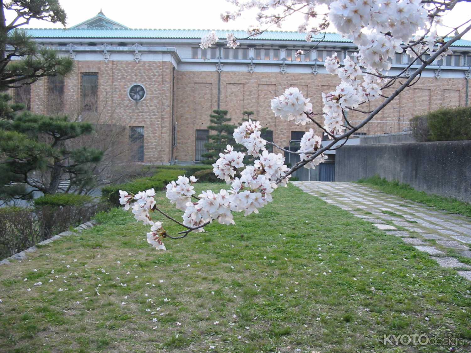 京都市美術館と桜