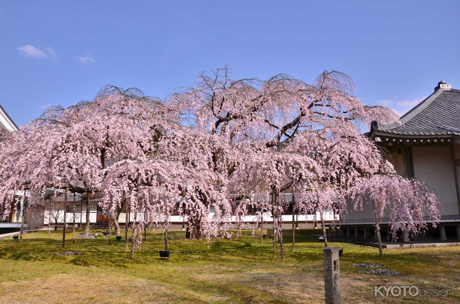 桜花盛る宝の館 醍醐寺