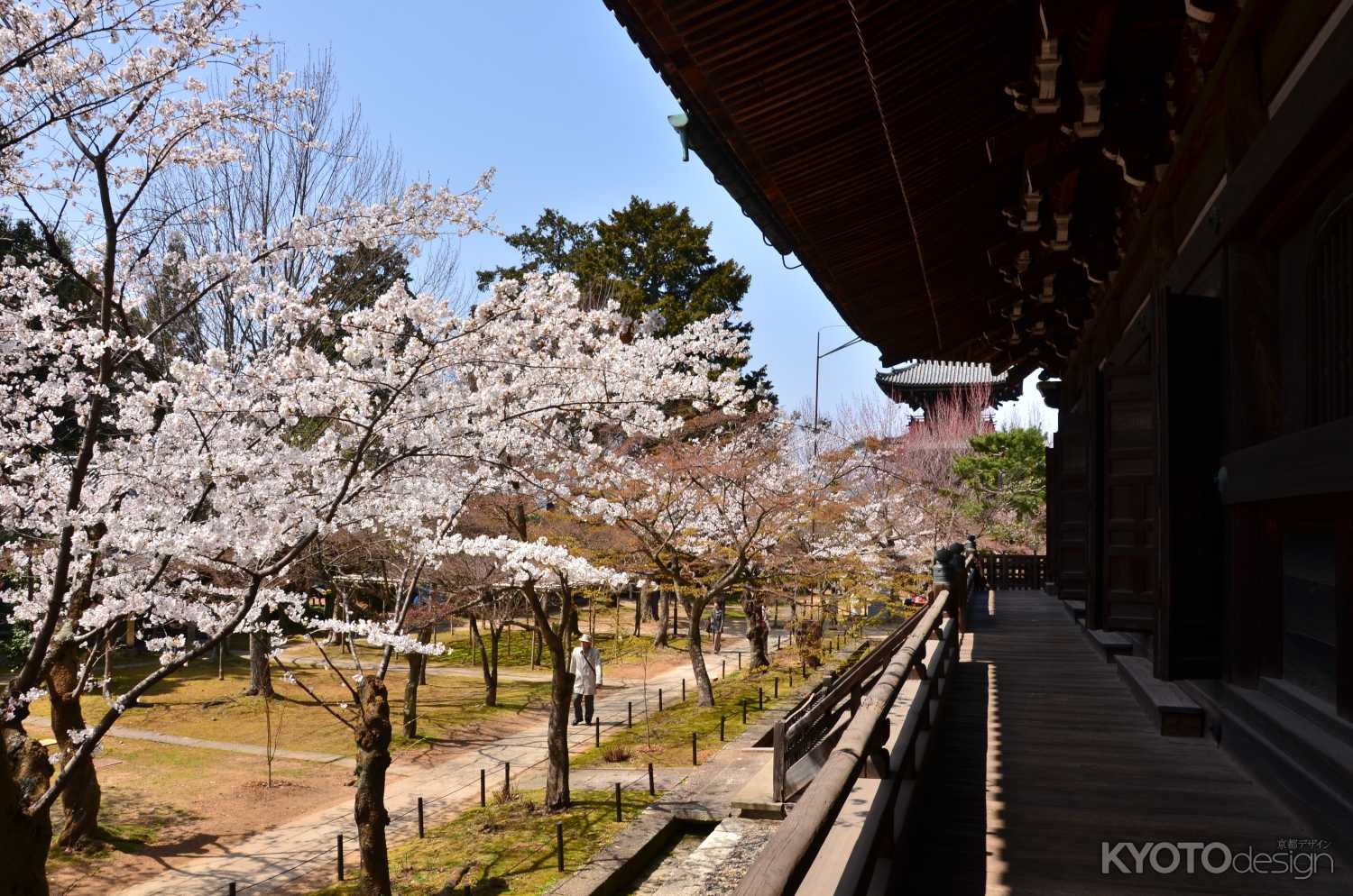 桜盛る涅槃のお堂