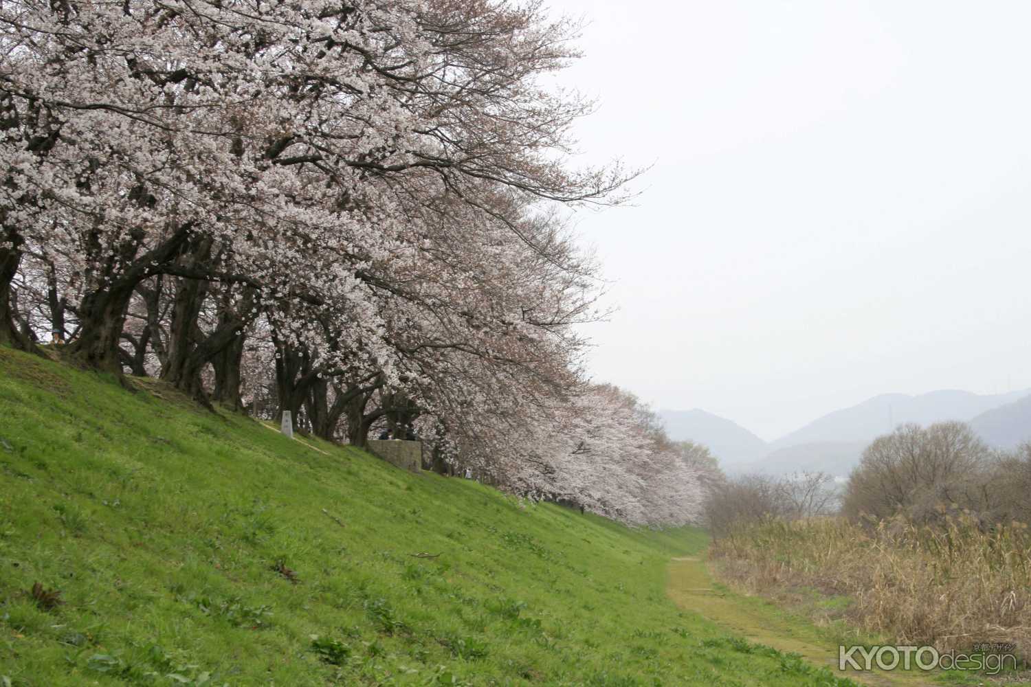坂の上の桜並木