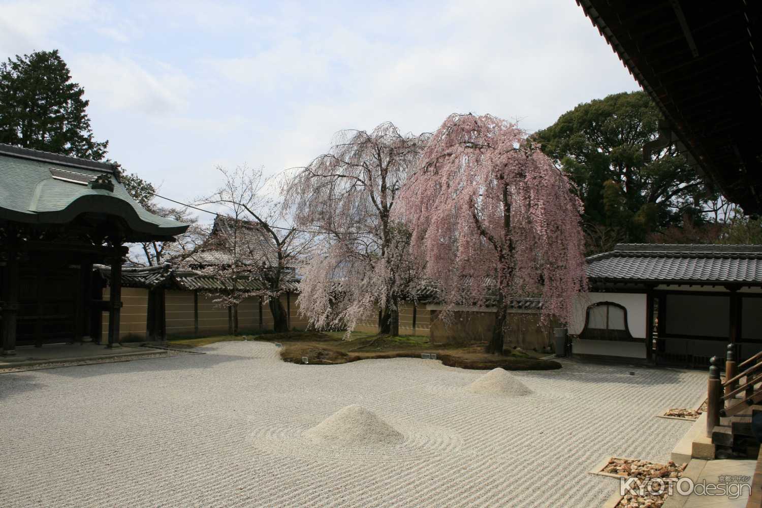 高台寺の枝垂桜