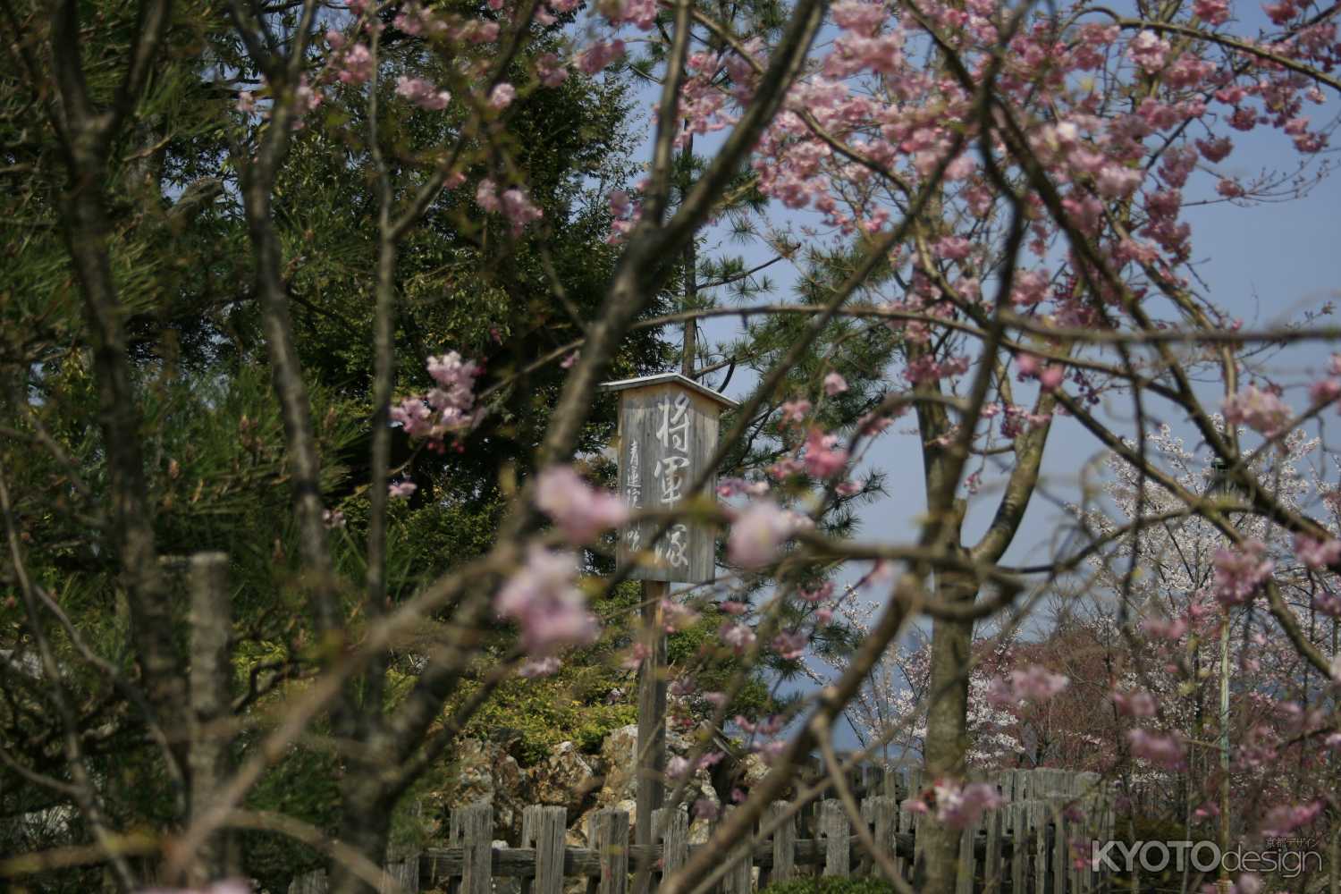 大日堂の桜
