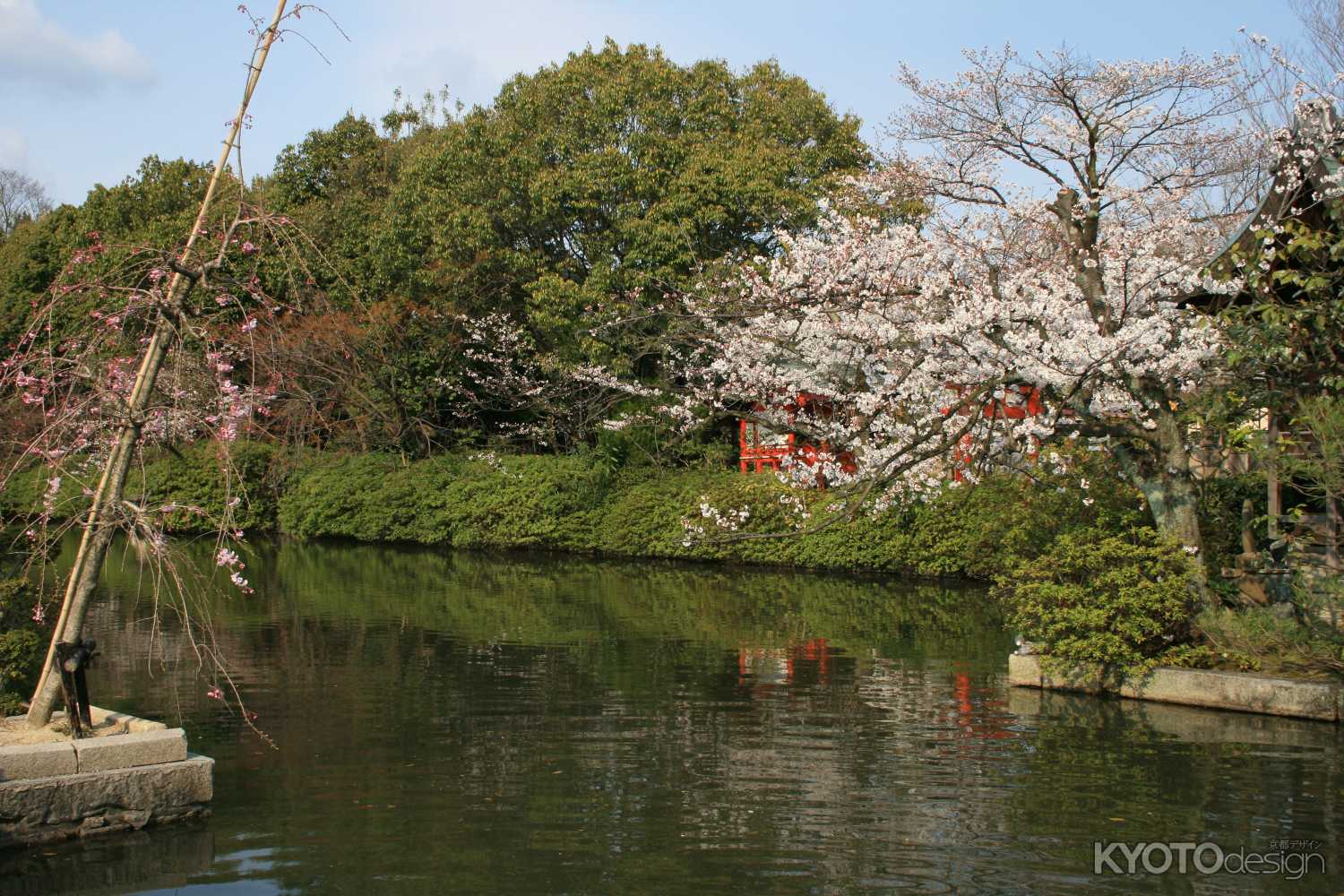 神泉苑　池と桜