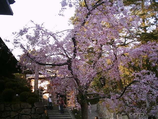 地主神社と桜