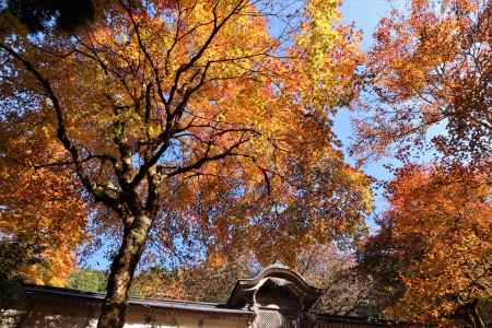 常照皇寺