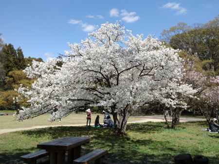 京都府立植物園